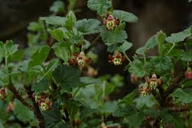 Attēlu rezultāti vaicājumam “Ribes uva-crispa leaf”