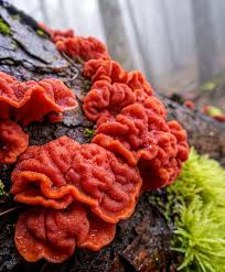 Attēlu rezultāti vaicājumam “Peniophora rufa”