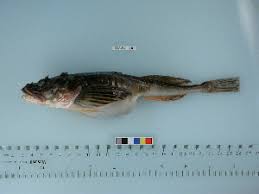 Image result for Myoxocephalus quadricornis
