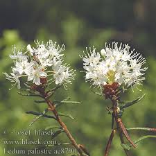 Attēlu rezultāti vaicājumam “Ledum palustre”