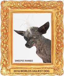 Image result for ugliest dog
