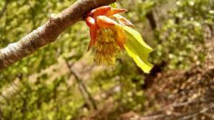 Attēlu rezultāti vaicājumam “Fagus sylvatica flower”