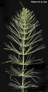 Attēlu rezultāti vaicājumam “Equisetum arvense”