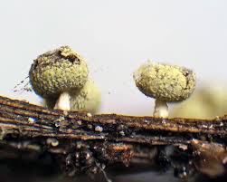 Attēlu rezultāti vaicājumam “Stemonitopsis aequalis var. microspora”