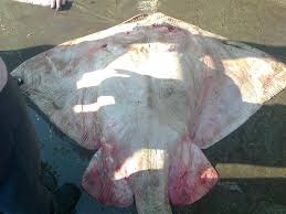 Image result for Megatrygon microps