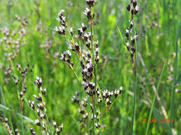 Attēlu rezultāti vaicājumam “Juncus gerardii leaf”