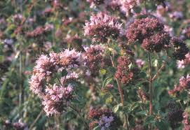 Attēlu rezultāti vaicājumam “Origanum vulgare leaf”