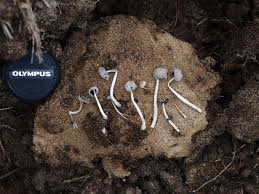 Attēlu rezultāti vaicājumam “Enteridium variabile spores”