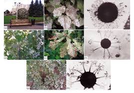 Attēlu rezultāti vaicājumam “Sawadaea tulasnei”
