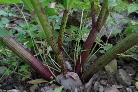 Attēlu rezultāti vaicājumam “Heracleum sosnowskyi fruit”