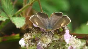 Attēlu rezultāti vaicājumam “Thecla betulae male”