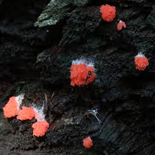 Attēlu rezultāti vaicājumam “Tubifera montana spores”