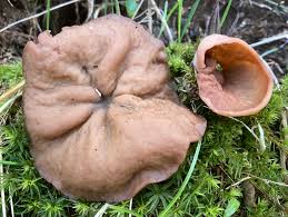 Attēlu rezultāti vaicājumam “Discina perlata”