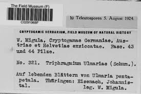 Attēlu rezultāti vaicājumam “Triphragmium ulmariae”