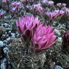 Image result for Gymnocalycium