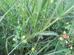 Attēlu rezultāti vaicājumam “Leucanthemum vulgare leaf”