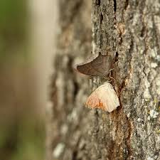 Attēlu rezultāti vaicājumam “Anacampsis blatariella”