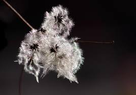 Attēlu rezultāti vaicājumam “Clematis fruit”