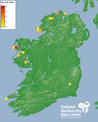 Attēlu rezultāti vaicājumam “Nardia geoscyphus”