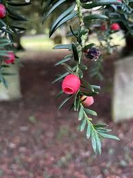 Attēlu rezultāti vaicājumam “Taxus baccata”