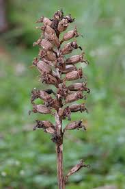 Attēlu rezultāti vaicājumam “Herminium monorchis fruit”