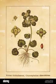 Attēlu rezultāti vaicājumam “Chrysosplenium alternifolium fruit”