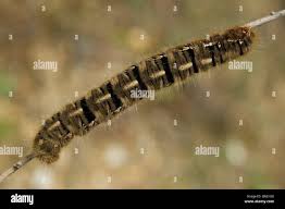 Attēlu rezultāti vaicājumam “Lasiocampa quercus imago”