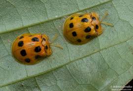 Attēlu rezultāti vaicājumam “Chrysomelidae”