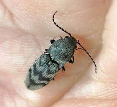 Attēlu rezultāti vaicājumam “Harminius undulatus”