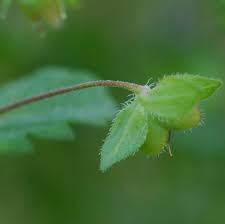 Attēlu rezultāti vaicājumam “Veronica persica leaf”