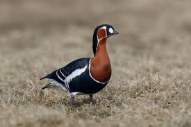 Image result for Branta ruficollis
