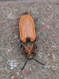 Attēlu rezultāti vaicājumam “Anostirus castaneus”