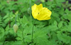 Image result for Scheinmohn