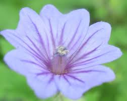 Attēlu rezultāti vaicājumam “Geranium bohemicum”