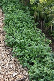 Image result for Mentha piperita