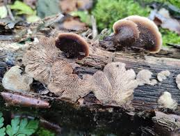 Attēlu rezultāti vaicājumam “Lentinellus ursinus”