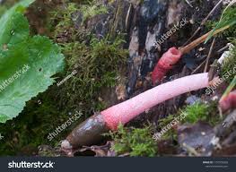 Attēlu rezultāti vaicājumam “Mutinus ravenelii”