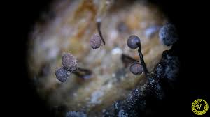 Attēlu rezultāti vaicājumam “Cribraria cancellata”