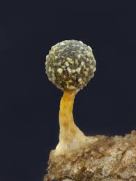 Attēlu rezultāti vaicājumam “Physarum, Nannengaella sp.”