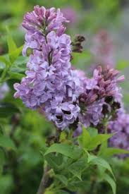 Attēlu rezultāti vaicājumam “Syringa vulgaris”