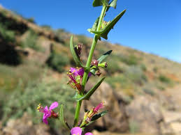 Attēlu rezultāti vaicājumam “Lythraceae”