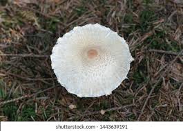 Attēlu rezultāti vaicājumam “Lepiota clypeolaria”