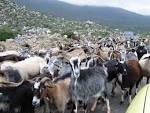 File:Herd Of Goats.jpg - Wikipedia, the free encyclopedia