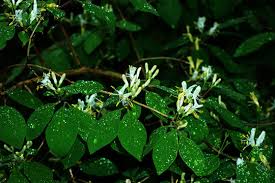 Attēlu rezultāti vaicājumam “Lonicera xylosteum flower”