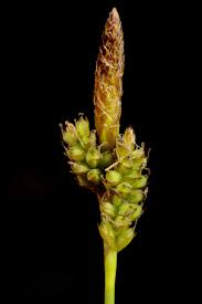Attēlu rezultāti vaicājumam “Carex caryophyllea fruit”
