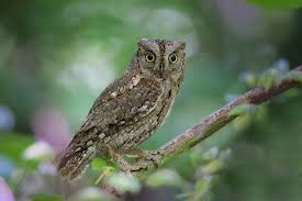 Image result for Otus scops