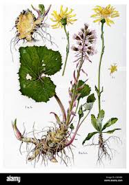 Image result for Petasites officinalis