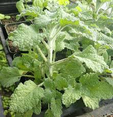 Image result for Marrubium vulgare