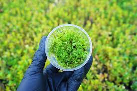 Attēlu rezultāti vaicājumam “Plagiomnium medium”