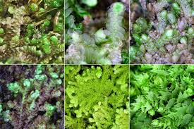 Attēlu rezultāti vaicājumam “Harpanthus flotovianus cells”